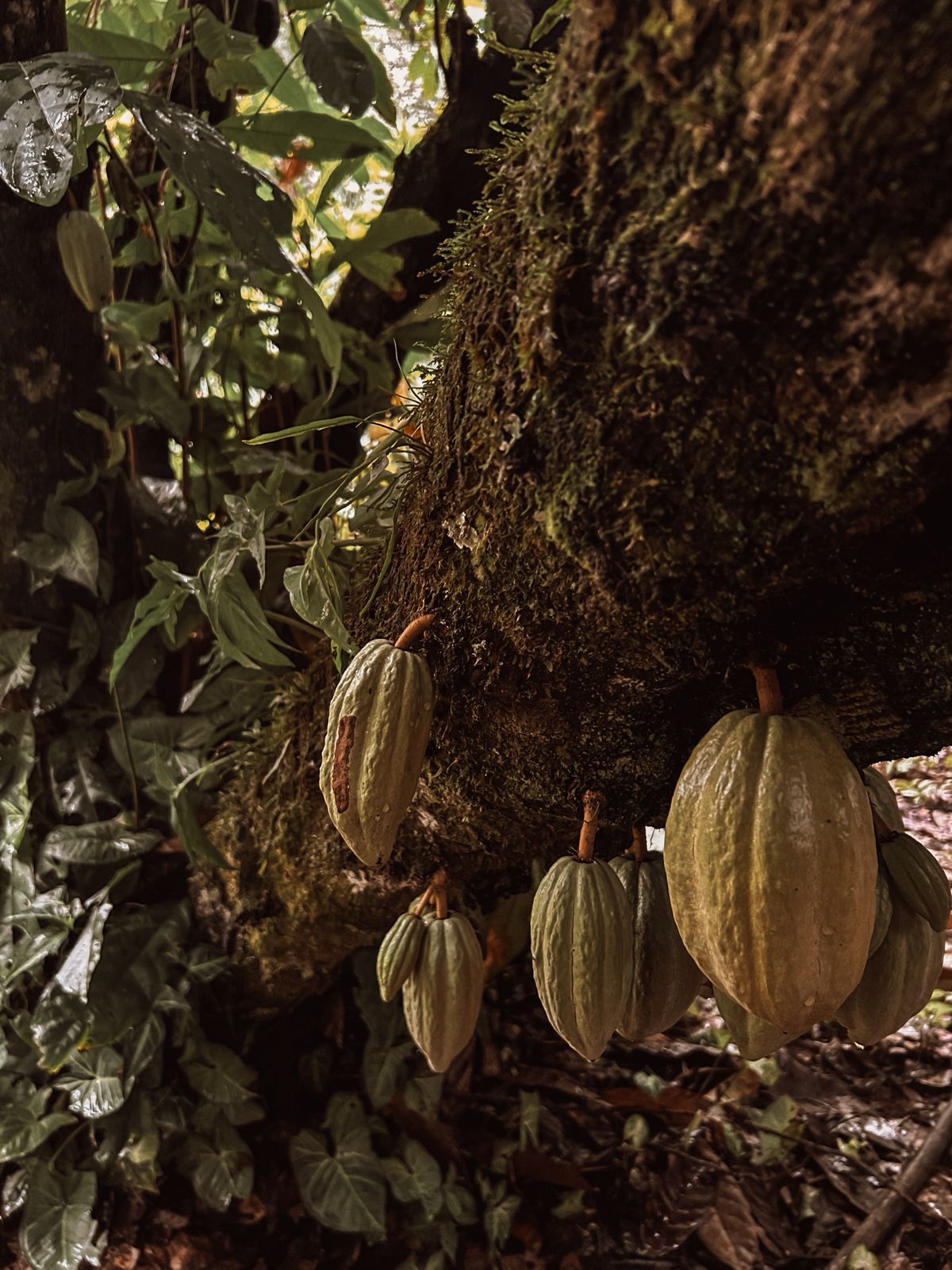 Frutos de cacau pendurados no tronco da árvore na floresta